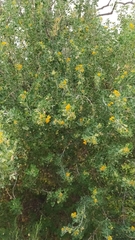 Medicago orbicularis