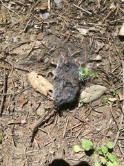 Sorex vagrans