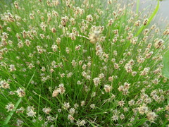 Eleocharis montevidensis