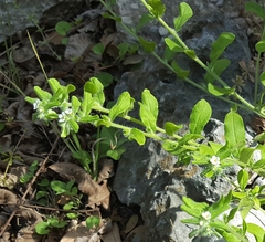 Lithospermum matamorense