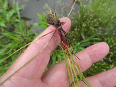 Eleocharis montevidensis