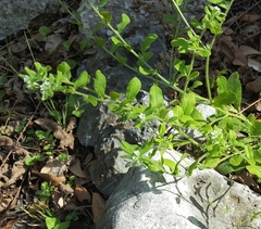 Lithospermum matamorense