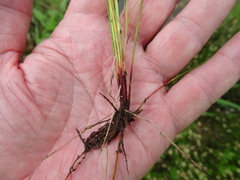 Eleocharis montevidensis