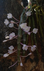 Dendrobium crepidatum