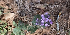 Verbena bracteata