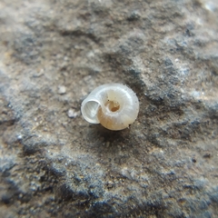 Vallonia pulchella