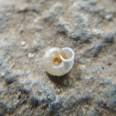 Vallonia pulchella