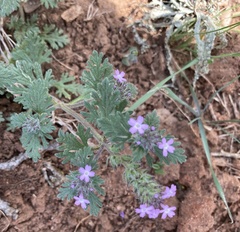 Verbena bracteata