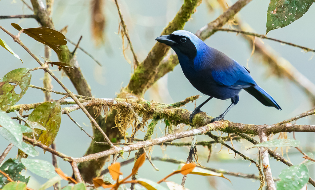 Beautiful Jay