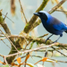 Beautiful Jay - Photo (c) David Monroy R, some rights reserved (CC BY-NC), uploaded by David Monroy R