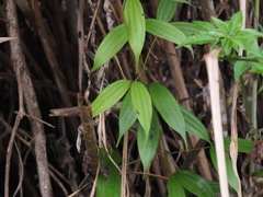 Cinnamomum subavenium