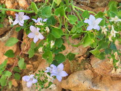 Campanula isophylla