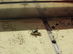 Menemerus bivittatus