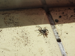 Menemerus bivittatus