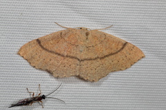 Cyclophora suppunctaria