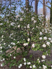 Viburnum carlcephalum