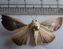 Westermannia superba