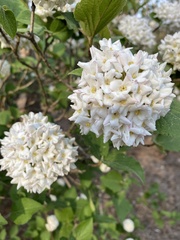 Viburnum carlcephalum