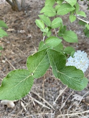 Viburnum carlcephalum
