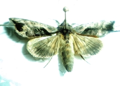 Anadevidia peponis
