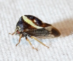 Smilia fasciata
