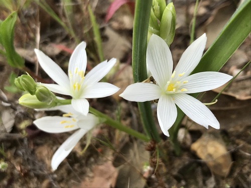 Ornithogalum broteroi M.Laínz