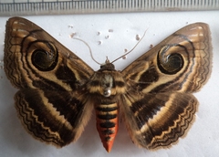 Spirama retorta