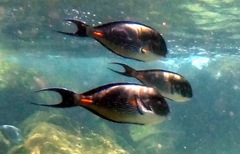 Acanthurus sohal