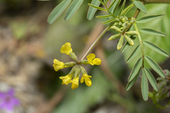 Hippocrepis multisiliquosa