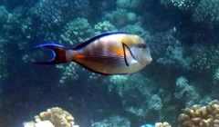 Acanthurus sohal