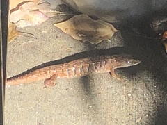 Elgaria multicarinata