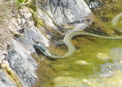 Natrix astreptophora