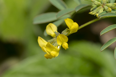 Hippocrepis multisiliquosa