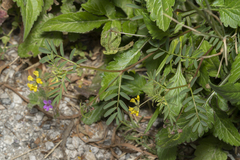 Hippocrepis multisiliquosa