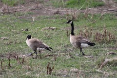 Branta canadensis moffitti