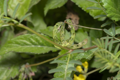 Hippocrepis multisiliquosa