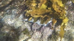 Thysanophrys cirronasus