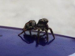Corythalia conferta