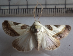 Acontia