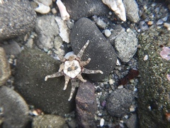 Halcampa decemtentaculata