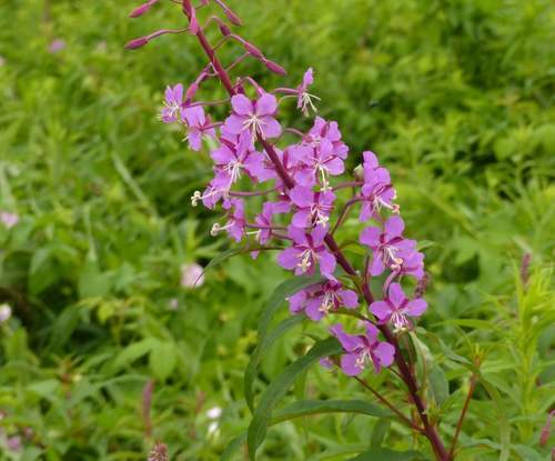 Rosebay Willowherb