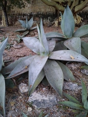 Agave guiengola