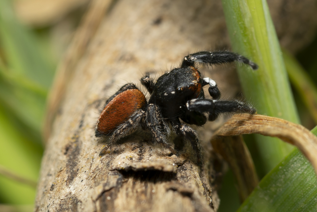 Pellenes diagonalis