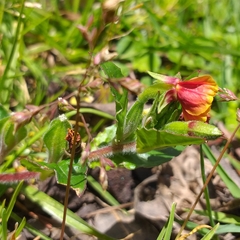 Oenothera epilobiifolia