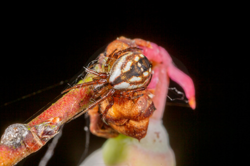 Tuft-legged Orbweaver