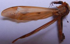 Tipula fulvipennis