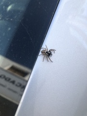 Menemerus semilimbatus