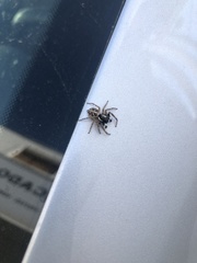 Menemerus semilimbatus