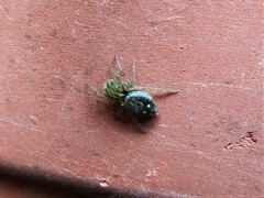 Hasarius adansoni