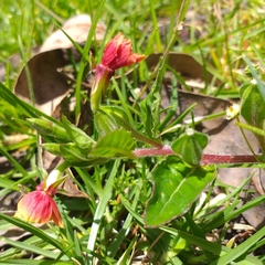 Oenothera epilobiifolia